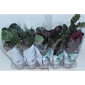 CALATHEA P12 VARIADO