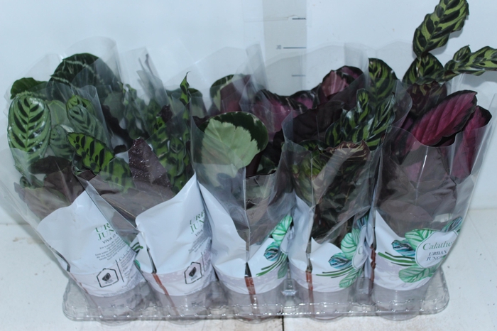 <h4>CALATHEA P12 VARIADO</h4>