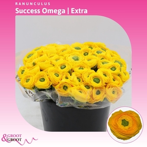 Ranunculus Success Omega | Extra