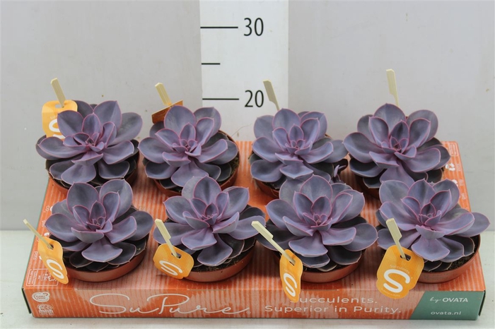 <h4>Echeveria Purple Pearl</h4>