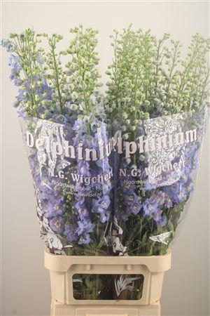 <h4>Delph El Dewi Noa Pale Blue</h4>