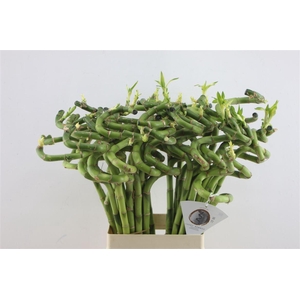 Drac Bamboo Spiral 80cm