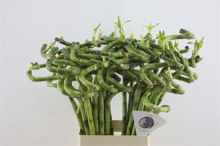 <h4>Drac Bamboo Spiral 90cm</h4>