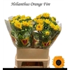 Helianthus Orange Fire