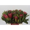 Protea Red Ice