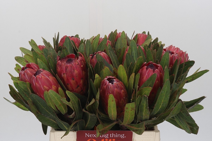 Protea Red Ice