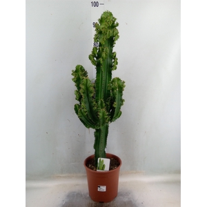 Euphorbia ingens