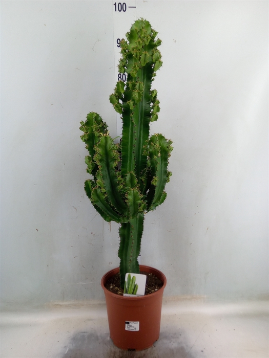 <h4>Euphorbia ingens</h4>