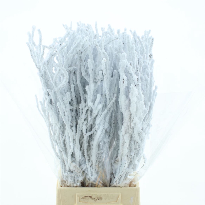 <h4>Berk Sneeuw 60cm</h4>