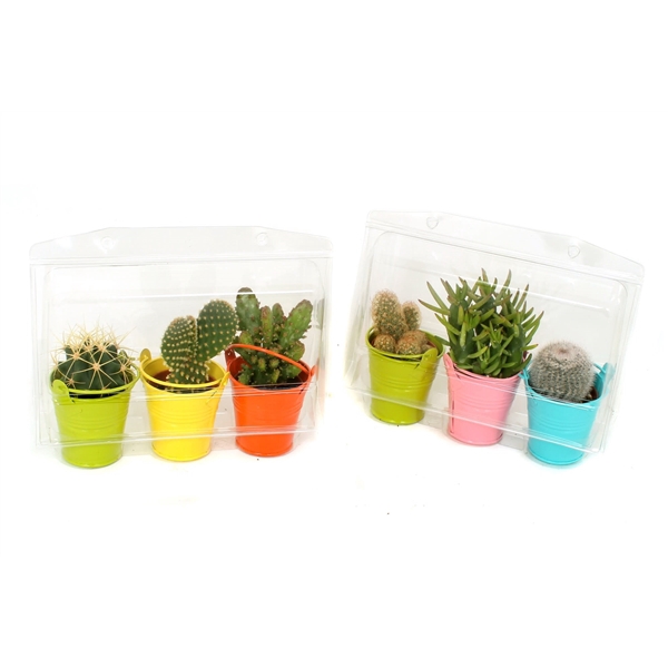 <h4>3x cactus 5,5 cm in gekleurde zinken emmer in blister</h4>