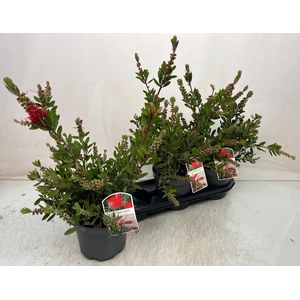 CALLISTEMON CITRINUS