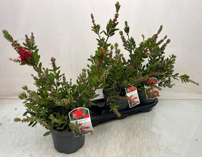 <h4>CALLISTEMON CITRINUS</h4>