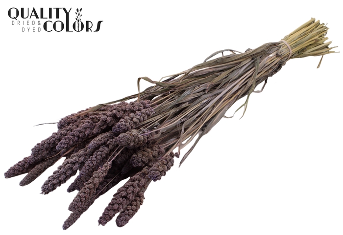 <h4>Gierst per bunch Frosted Milka</h4>