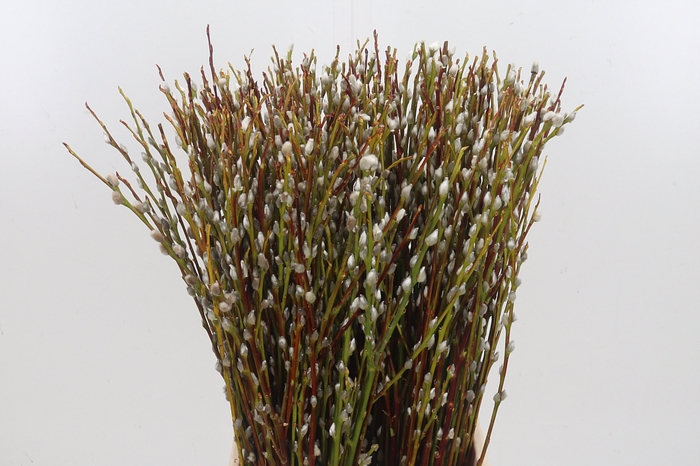 <h4>Salix Wilgenkatjes</h4>