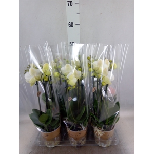 Phalaenopsis   ...white
