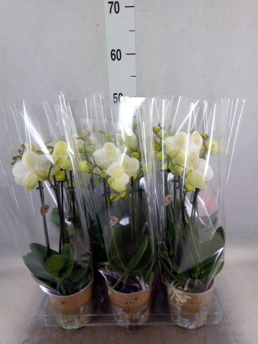 <h4>Phalaenopsis   ...white</h4>