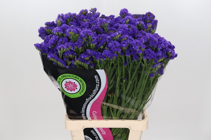 Limonium Statice Blue Wings