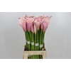 Zantedeschia Eydolls Pink