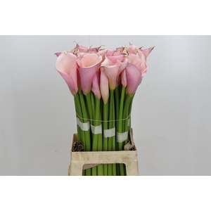 Zantedeschia Eydolls Pink