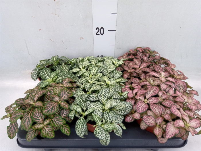 <h4>Fittonia   ...mix</h4>