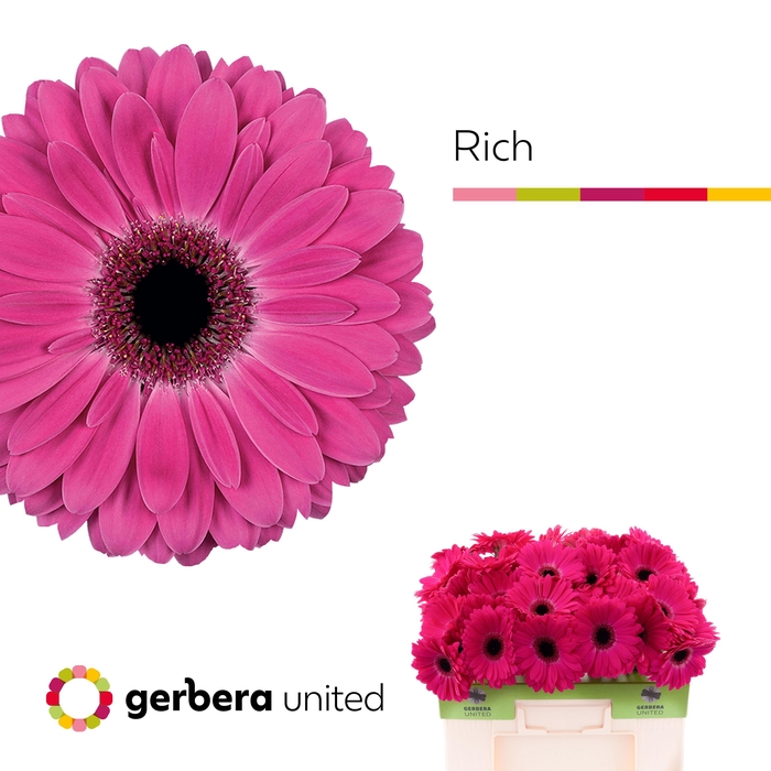 <h4>Gerbera Rich Water</h4>