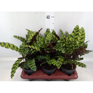 Calathea lancifolia