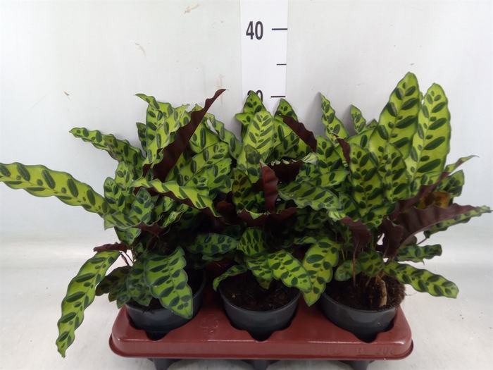 <h4>Calathea lancifolia</h4>