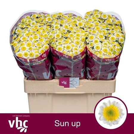 <h4>Chr San Sun Up</h4>