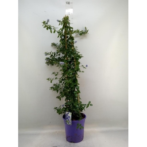 Ceanothus thyrsiflorus var. repens