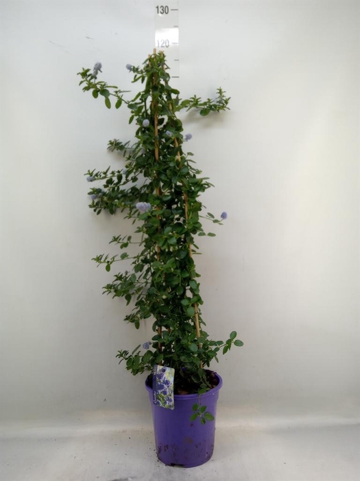 <h4>Ceanothus thyrsiflorus var. repens</h4>