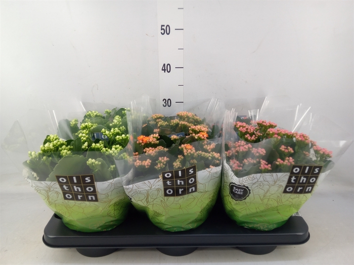 <h4>Kalanchoe blos.   ..rosebud mix  4</h4>