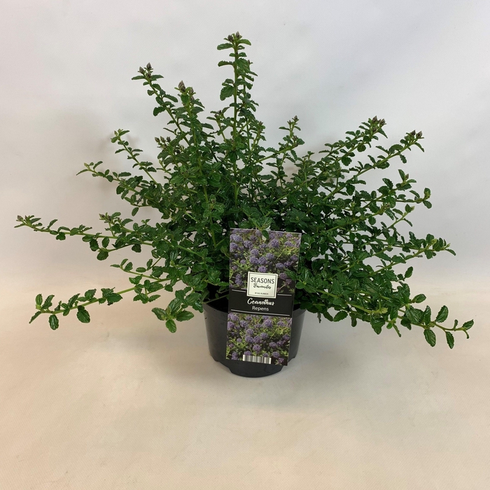 <h4>CEAN TH REPENS</h4>