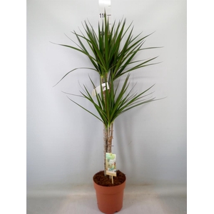 Dracaena marg.