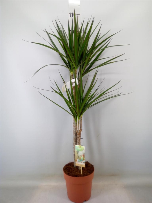 <h4>Dracaena marg.</h4>