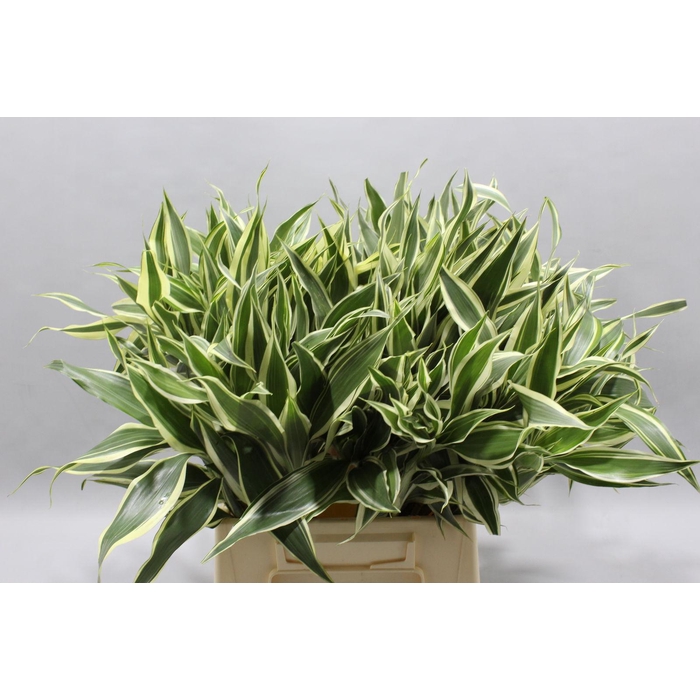 <h4>Sanderiana Variegata 50 Cm</h4>