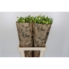 Freesia One XXL White