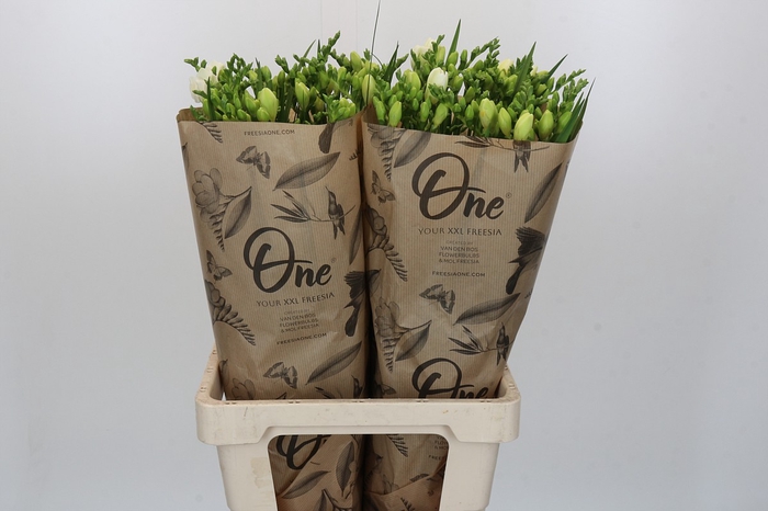 <h4>Freesia One XXL White</h4>