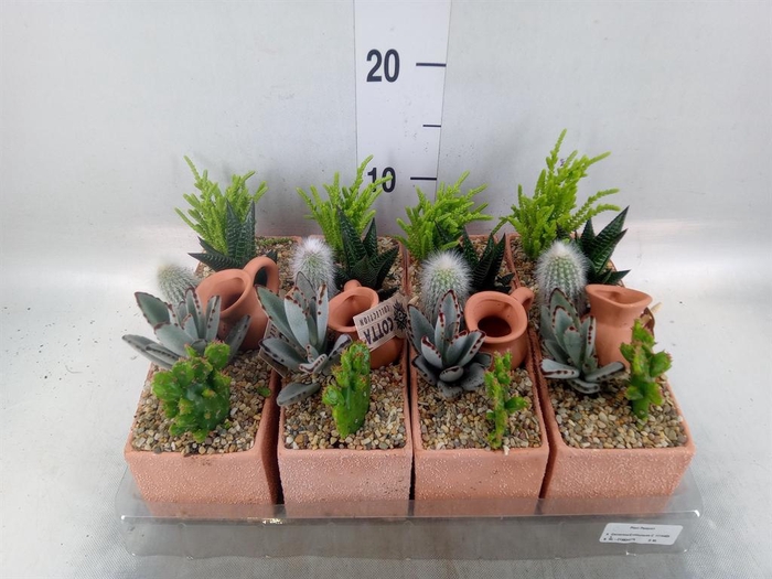 <h4>Arr.  Cactus L%</h4>