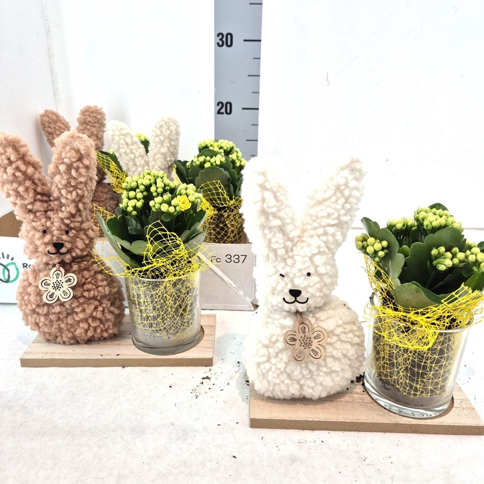 <h4>ARR KAMERPL</h4>