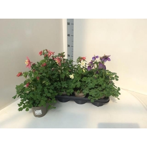 AQUIL DRAGONFLY HYBR