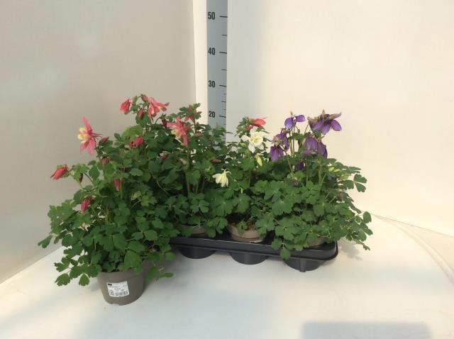 <h4>AQUIL DRAGONFLY HYBR</h4>