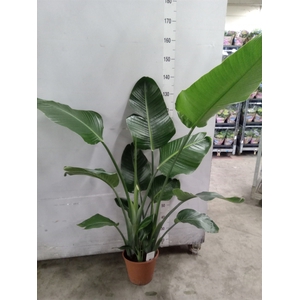 Strelitzia nicolai