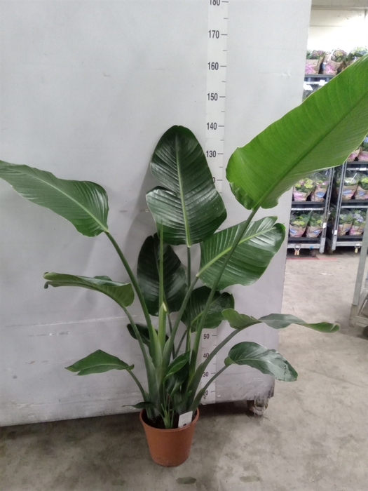 <h4>Strelitzia nicolai</h4>