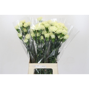 Dianthus St Lady Midori