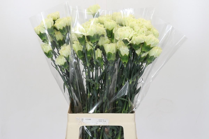 Dianthus St Lady Midori