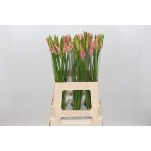 Nerine Vesta K