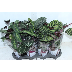 MARANTA VARIADO P12