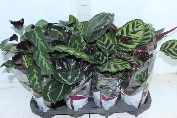 <h4>MARANTA VARIADO P12</h4>