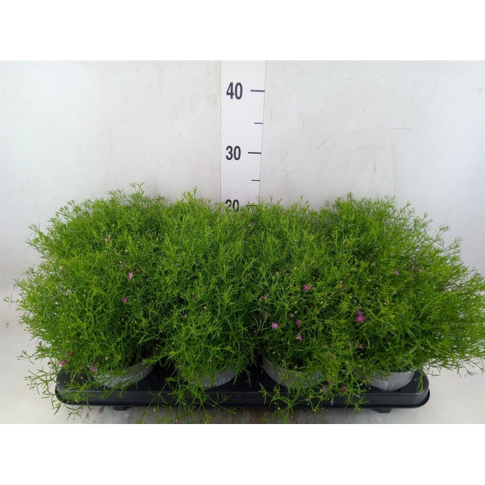 <h4>Gypsophila   ...</h4>