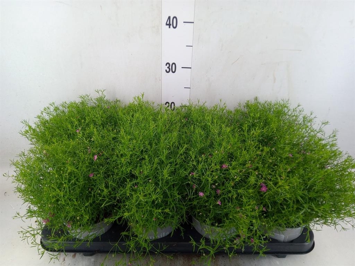 <h4>Gypsophila   ...</h4>